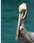 Best Beak on the Beach